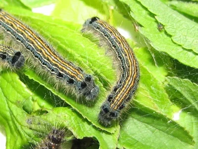 Malacosoma (Clisiocampa) neustria