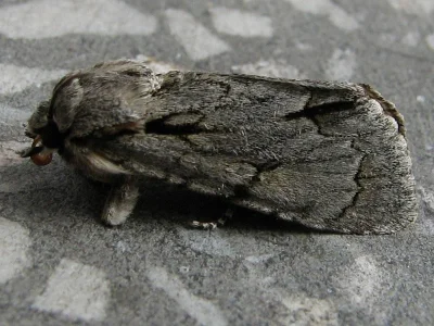 Acronicta (Triaena) tridens