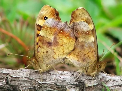 Pararge aegeria