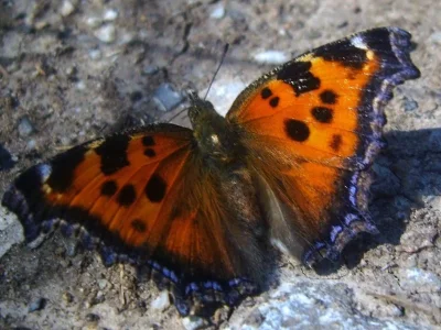 Nymphalis (Nymphalis) xanthomelas