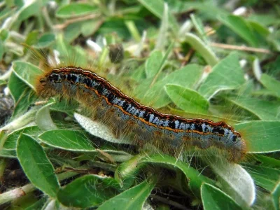 Malacosoma (Clisiocampa) castrensis