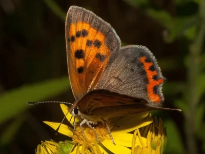Lycaena (Lycaena) phlaeas
