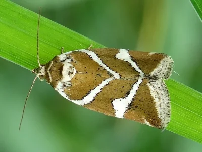 Deltote bankiana