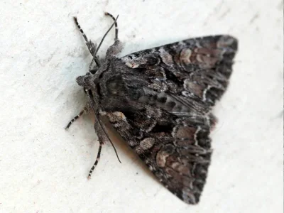 Lacanobia (Dianobia) thalassina