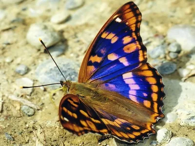 Apatura metis