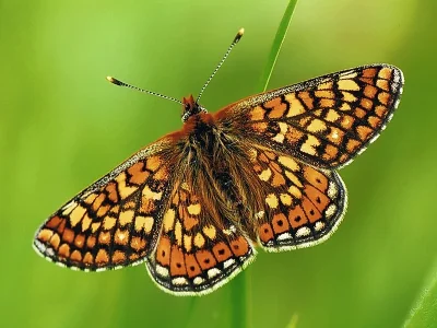 Euphydryas (Eurodryas) aurinia
