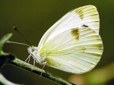 Pieris (Artogeia) krueperi