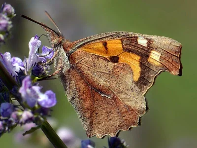 Libythea celtis