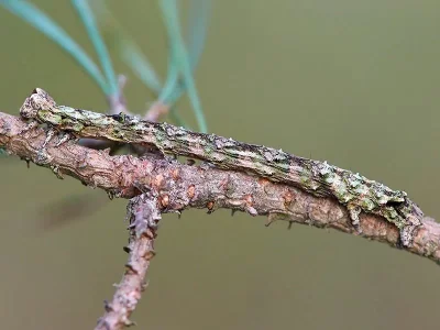 Odontopera bidentata
