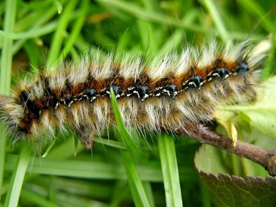 Eriogaster (E.) catax