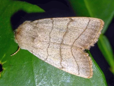 Charanyca (Charanyca) trigrammica