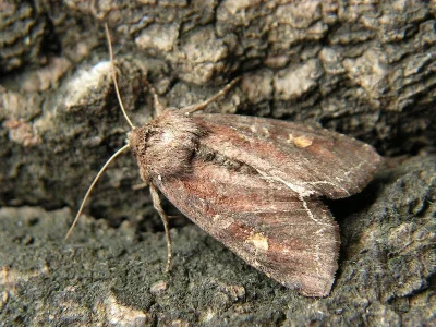 Lacanobia (Diataraxia) oleracea