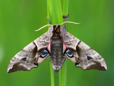 Smerinthus ocellata