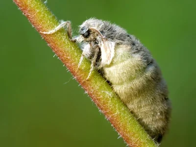 Orgyia (Orgyia) antiqua
