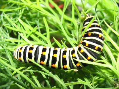 Papilio (P.) machaon