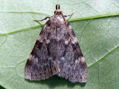 Aglossa pinguinalis