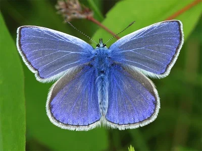 Polyommatus (Polyommatus) icarus
