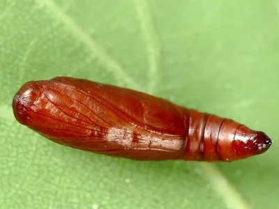 Acrobasis consociella
