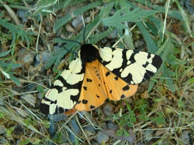 Arctia villica