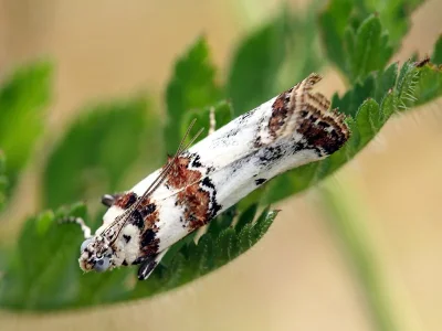 Asalebria geminella