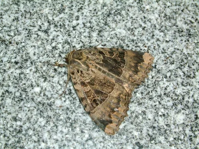 Mormo maura