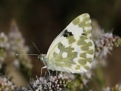 Pontia daplidice
