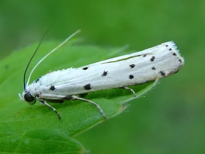 Myelois circumvoluta