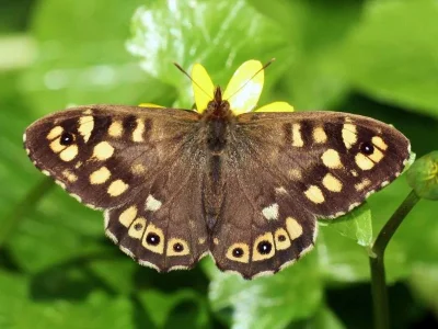 Pararge aegeria