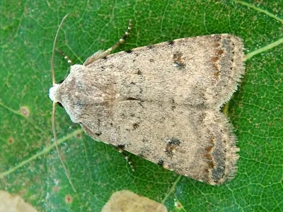 Caradrina (Paradrina) clavipalpis