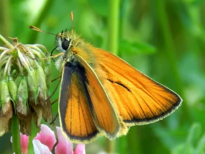 Thymelicus sylvestris