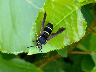 Paranthrene tabaniformis