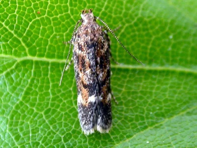 Caryocolum tricolorella