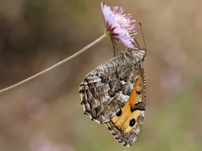 Hipparchia (Parahipparchia) cretica
