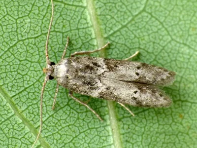 Blastobasis glandulella