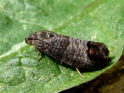 Cydia pomonella
