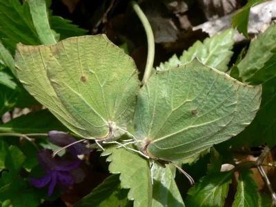 Gonepteryx rhamni