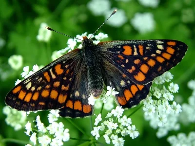 Euphydryas (Hypodryas) maturna