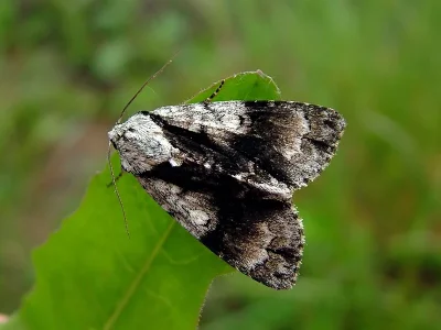 Acronicta (Jocheaera) alni