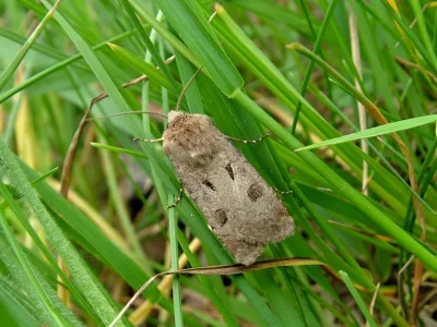 Agrotis (Agrotis) exclamationis