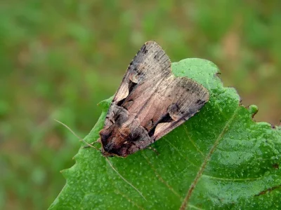 Xestia (Megasema) c-nigrum
