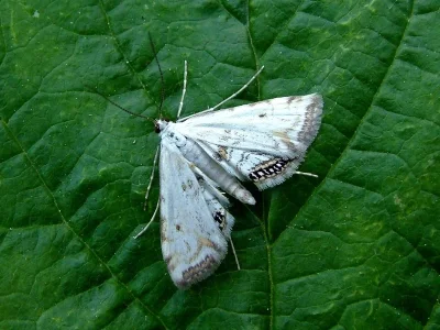 Cataclysta lemnata