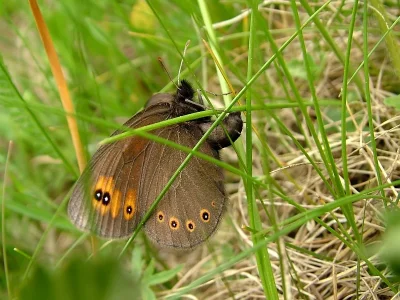 Erebia medusa