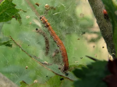 Scythropia crataegella