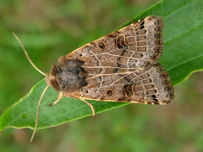 Agrochola (Anchoscelis) lunosa