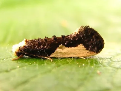Monopis monachella