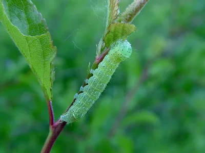 Agrochola (Anchoscelis) lychnidis