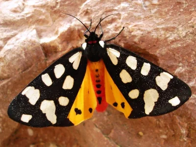 Arctia villica