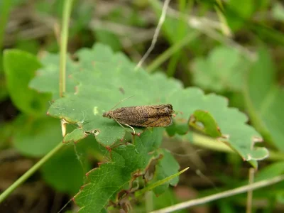 Dichrorampha plumbana