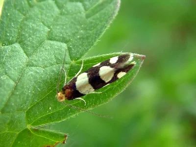 Lampronia rupella