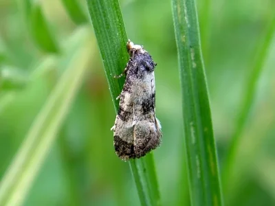 Neocochylis dubitana
